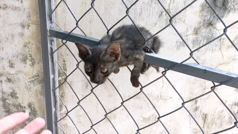 FUNNY ANIMAL PET VIDEO - Save the kitten, climb the fence that does not dare to get down