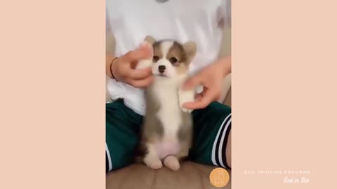 Cute and Funny Puppies Video Compilation