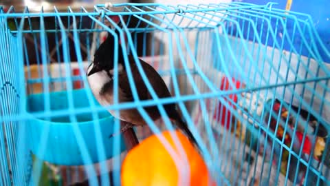 Red-whiskered Bulbul's birdcall