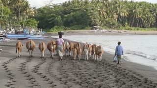 Cows Going Over Beach By Old Lady Leading