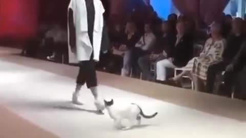 Funny cat-catwalk in meaning which are actually