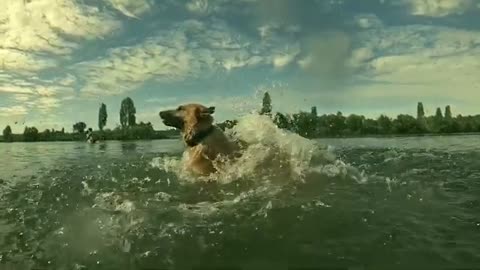 Jumping the water my dog beautiful #jumping dog #trand #entertaining