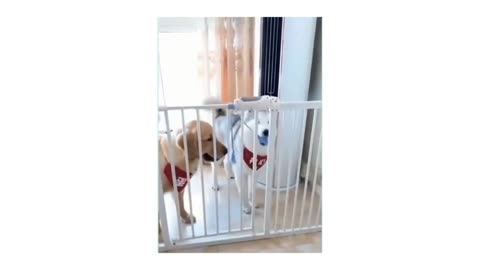 Funny dog video.i didn't understand if I saw a dog that couldn't act.
