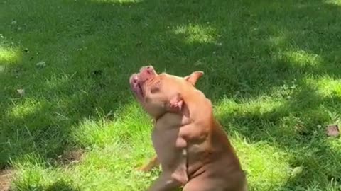 dog playing in the park