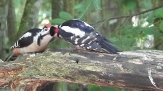 2 Great Spotted Woodpeckers