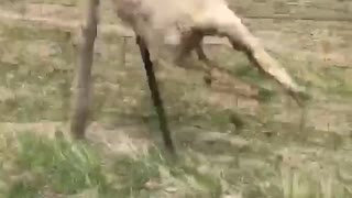 Chasing sheep on a four wheeler