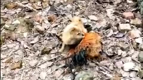 Chicken vs dog Fight . Funny don fight video