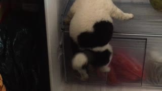 Puppy Cools Off in Fridge