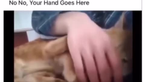 No No, Your Hand Goes Here #memes #catmemes