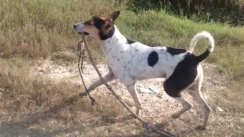 Dog takes the rope from the mouth .