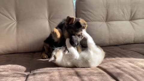 German Shepherd Puppy and Kitten Playing [TRY NOT TO LAUGH]1