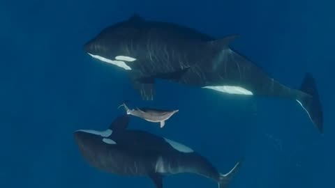 Look how much bigger the Orcas are than the dolphin!