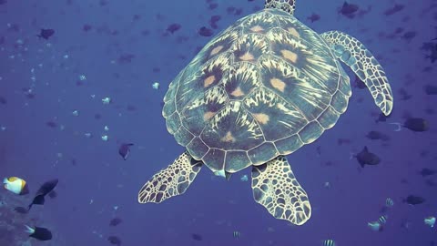 Sea Turtle