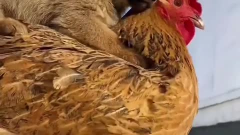 Cute baby pet on hen ☺️ very funny and pretty pets.