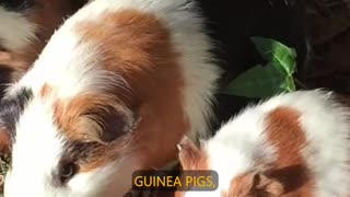 Guinea Pigs: Pets, Food, or Friends?