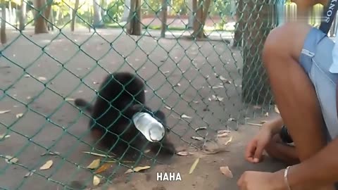 Monkey Business! Funny Animals and Dumb Human