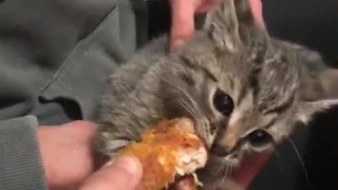 Hungry kittens meows and want to eat | Kitten Arnold steals food