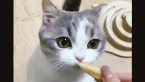 cat fun video