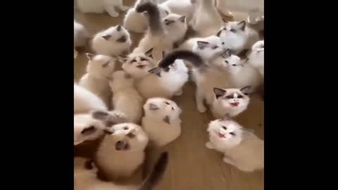 Many hungry cats