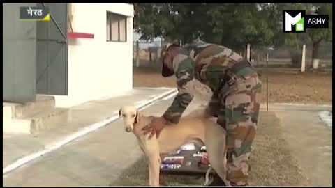 Military Dogs | Indian Army | indian army dog training | army dogs