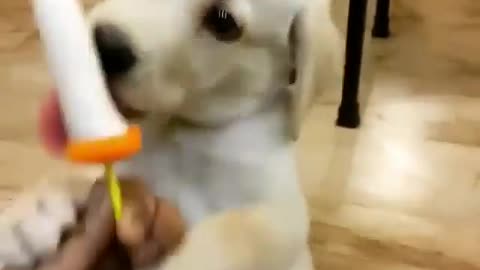 DOG ICE CREAM BEST PETS