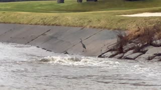 Humber river flow too strong for Great Blue Heron