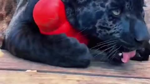 Black Jaguar Reacts To Catni