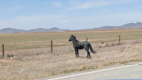 Wild Horse Crossing the Street