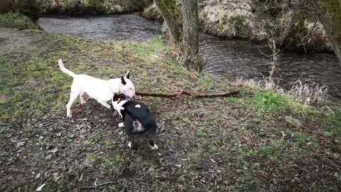 Hermione very pleased at her Big Stick find! Dougie to help with teamwork getting it out water