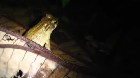 SOUNDS OF NATURE - THE SYMPHONY OF TOADS, FROGS AND PERERECAS