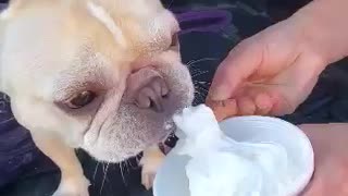 This cute bulldog sure loves ice cream