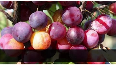 The Wonderous Health Benefits of The Beach Plum