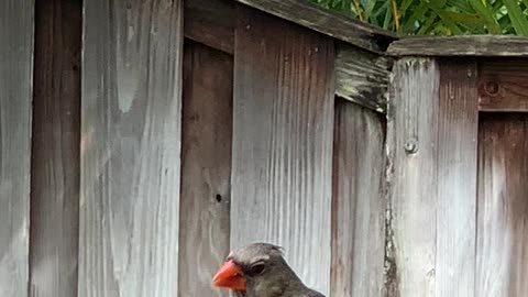 Momma2 the Northern Cardinal