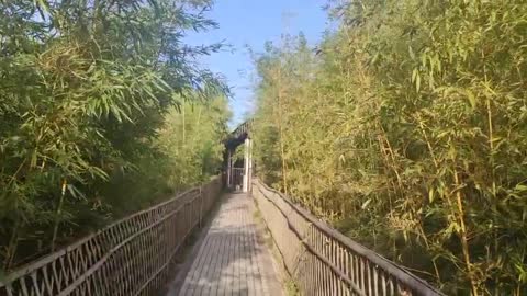 Bamboo forest wind sky is beautiful