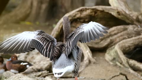 Greylag Goose Flying | Nature | Water