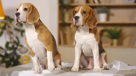 two smart adorable beagle dogs sitting together on plaid bedspread at home and posing for camera