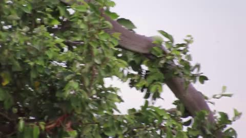 Mongoose fighting Black Mamba Snike.