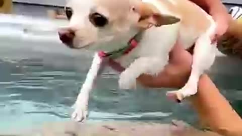 Best funny animal video in the world 1 animals video,funny dog videos,cute animals.