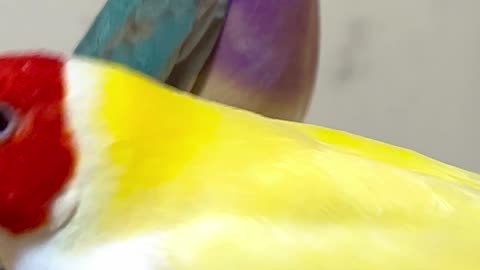 Red Headed Gouldian Finch, blue female and df yellow white breasted male #birds #bird #nature #pets