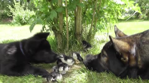 Dog assumes role as surrogate father for newborn chicks