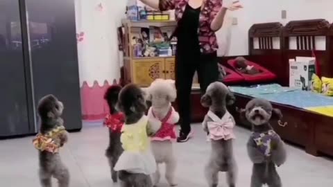 Cute dog danceing video