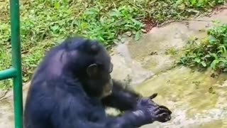 monkey doing laundry