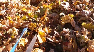 Beagles Buried in Leaves