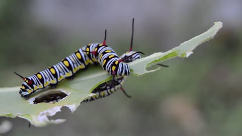 Caterpillar Insect Danaus animal video caterpillar insect to butterfly