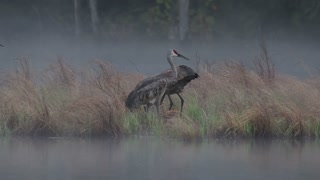 Sandhill cranes with their baby ( colt )