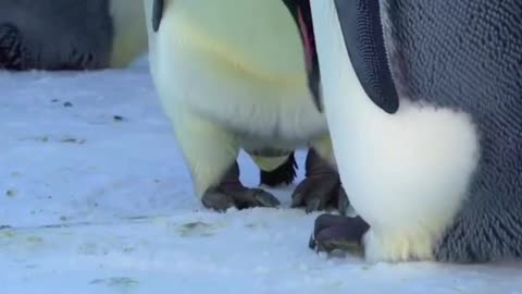 Emperor penguin laying her egg without touching the ice