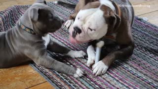 Grey puppy trying to chew on toy