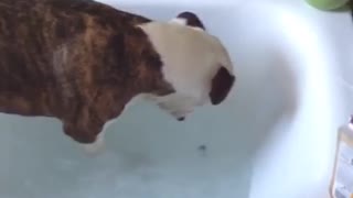 Dog having fun in the bath