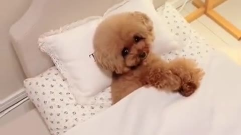 cute puppy