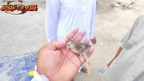 @shehrmaindihat walo sy milny ki khuwesh hy @AdnanPetsvlogs7171 #inzioribrahim #pets #birds